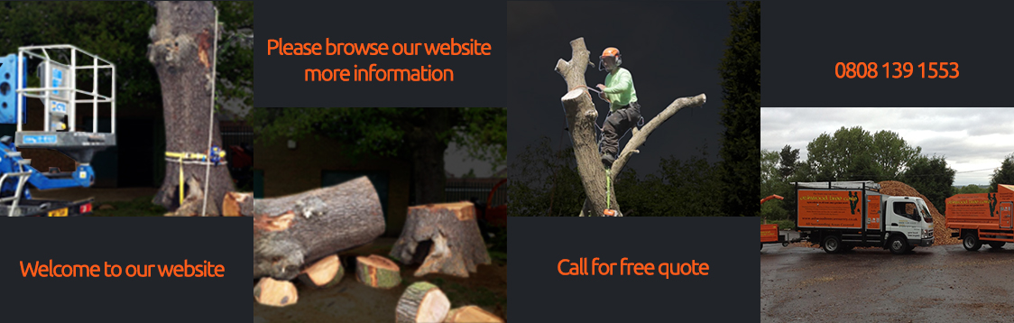 Tree Services Company Bromley, Tree Services Bromley